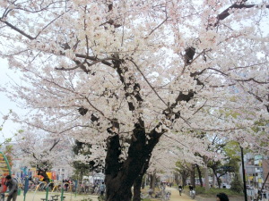 墨田区錦糸公園の桜
