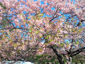 千葉県白子町のしらこ桜祭り