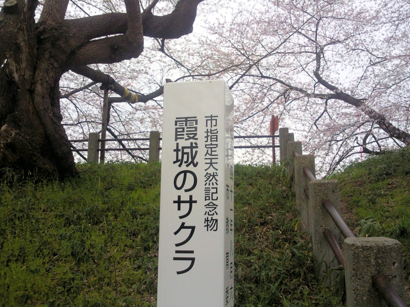 山形県山形市の霞城公園の桜